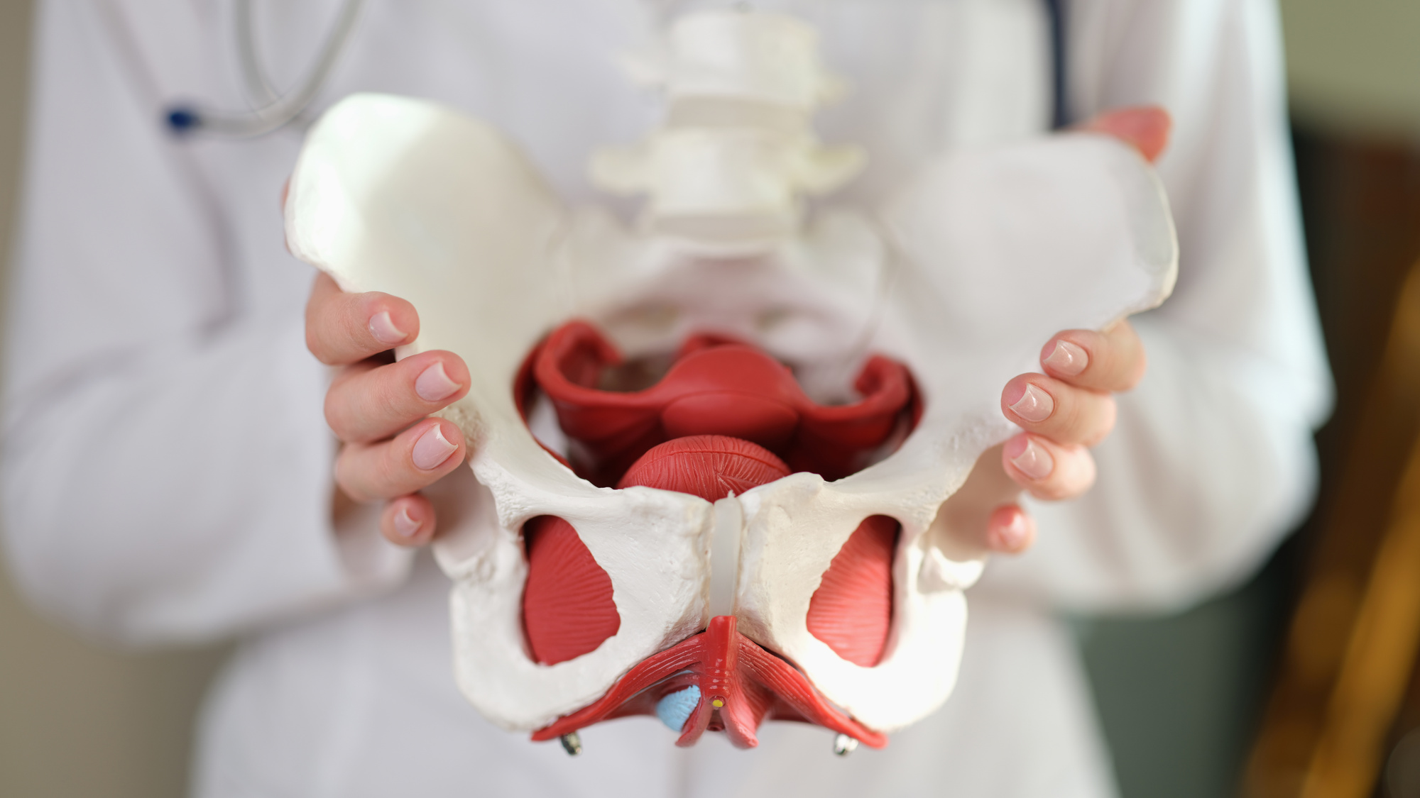 Female Gynecologist Showing Model of Female Pelvis with Muscles